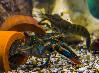 昆士兰州摄影照片_水下澳大利亚红爪龙虾，澳大利亚昆士兰州流行的水族馆宠物