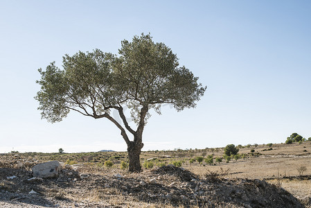 橄榄摄影照片_孤立的橄榄树