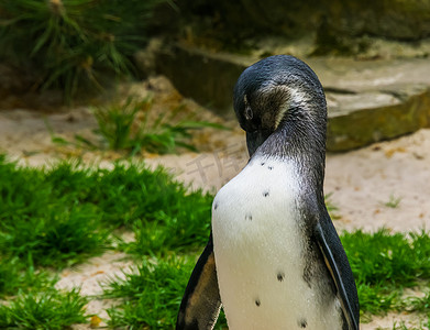 脚踏实地摄影照片_非洲黑脚企鹅梳理羽毛，半水鸟，非洲海岸濒危动物