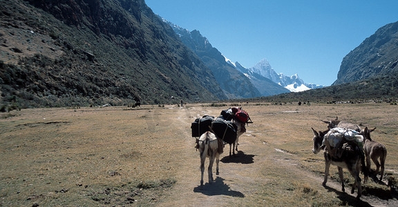 大本营摄影照片_运载货物到秘鲁科迪勒拉布兰卡阿尔帕马约大本营的驴子