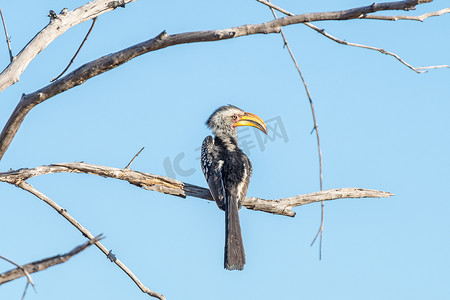 早上遛鸟摄影照片_南方地犀鸟，Bucorvus cafer，在死树枝上
