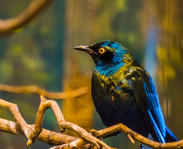 合力筑塔摄影照片_特写镜头中更大的蓝耳八哥，坐在树上的有光泽的鸟，来自非洲的热带鸟类