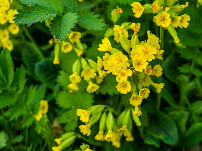 春季上新易拉宝摄影照片_宏观特写中的黄色油菜萝卜花，春季开花的田间芥菜植物，自然背景