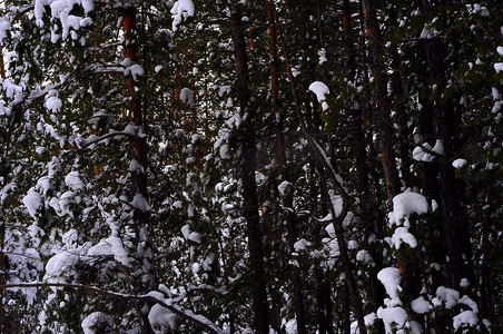 下雪感冒摄影照片_冬天的西伯利亚针叶林、混交林、针叶树和落叶树被雪覆盖。