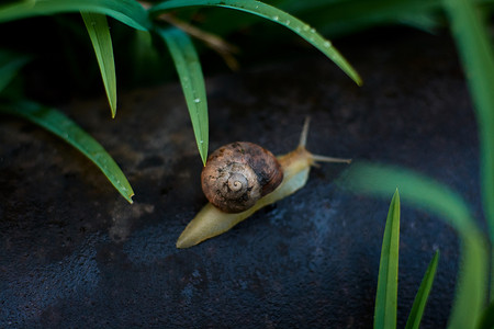 雨蜗牛摄影照片_雨过后，院子里的蜗牛在绿色的草地上留下了大颗的露珠。