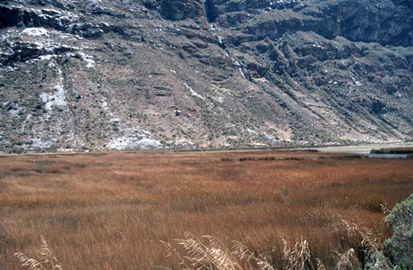 通往阿尔帕马约山大本营的小径，在秘鲁科迪勒拉布兰卡山谷的湖底有芦苇