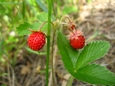 在树林里发现的美丽野草莓
