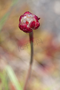 节俭ppt摄影照片_节俭花