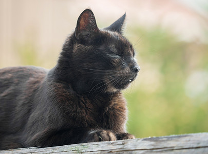 阳光下，一只深棕色的猫坐在木板上