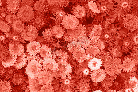 翠菊摄影照片_翠菊头状花序的珊瑚粉色调背景