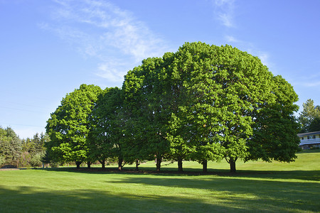 大型摄影照片_在领域俄勒冈的树。