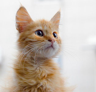 抬头仰望的猫摄影照片_浅色背景中一只红色小猫的肖像抬头