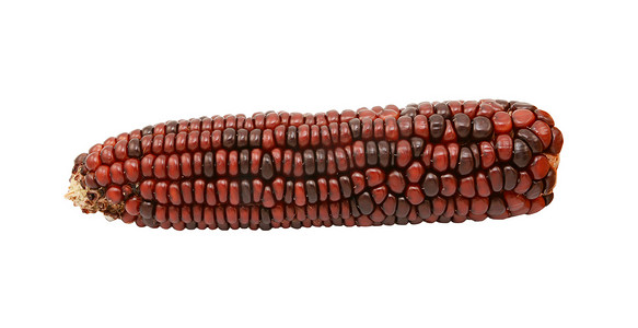 观赏玉米摄影照片_装饰性甜玉米芯，配深红色和棕色小碎屑