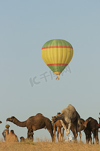 霸气狮子头摄影照片_普什卡骆驼博览会上的气球