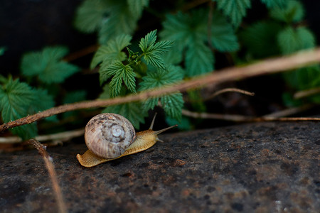 雨蜗牛摄影照片_雨过后，院子里的蜗牛在绿色的草地上留下了大颗的露珠。