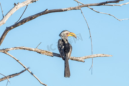 南方地犀鸟，Bucorvus cafer，在死树枝上