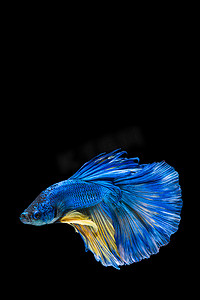 精彩摄影照片_蓝色和黄色的斗鱼，黑黑色的暹罗斗鱼