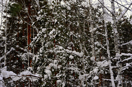 下雪感冒摄影照片_冬天的西伯利亚针叶林、混交林、针叶树和落叶树被雪覆盖。