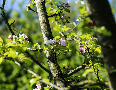 欧洲海棠 (Malus sylvestris) 树花，在春天开花