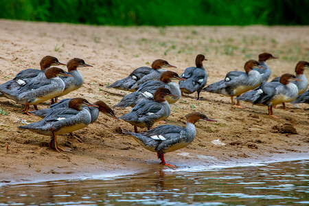 河岸摄影照片_拉脱维亚河岸的鸭子