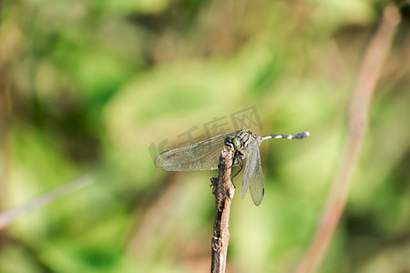 蜻蜓豆娘昆虫-蚱蜢科异翅目蜻蜓目昆虫，具有多面眼睛、强壮的双眼、透明的补丁翅膀。