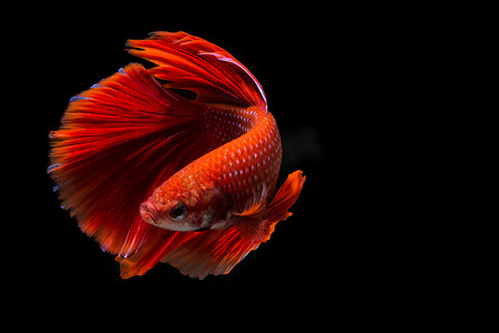 少儿搏击格斗写真摄影照片_红色斗鱼，黑色背景中的暹罗斗鱼