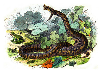 常见的毒蛇，复古雕刻。
