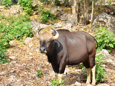 野生野牛或 seladaing