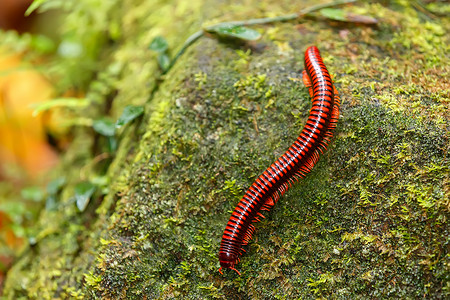 千足虫摄影照片_雨林千足虫马达加斯加野生动物和原野