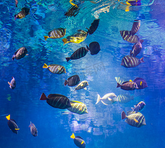 报宋简唐诗宋词摄影照片_美丽的水下镜头，有一大群外科医生鱼，海洋生物背景
