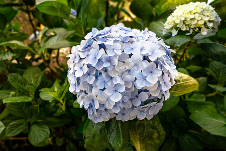 蓝色绣球花或霍滕西亚花