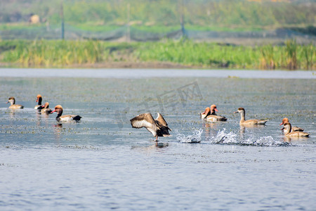 一群迁徙的红冠潜鸭在湖上飞翔。