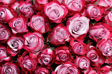 粉红色的玫瑰鲜花背景