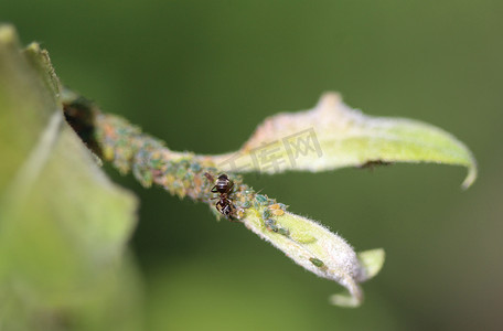 黑色花园蚁群（Lasius niger）以蚜虫的蜜露为食，在花园里的植物中筑巢