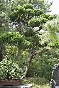 济州岛公共公园花园里的大盆景树