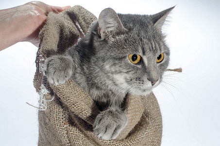成语动物摄影照片_斑纹灰色猫颜色的猫从画布 b 中爬出
