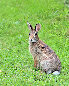 兔尾巴摄影照片_棉尾兔