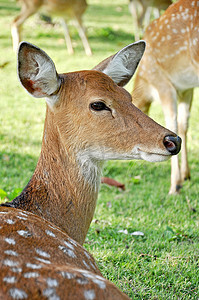 年轻的雌性梅花鹿