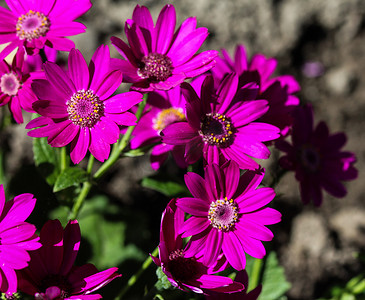 背景紫色摄影照片_开花在春天的庭院瓜叶菊紫色花 (cineraria hybrida)