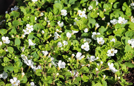 Bacopa monnieri 花的特写，也称为 waterhyssop、brahmi、百里香叶 gratiola、水牛膝草、恩典草本、印度 pennywort，春天在花园里开花