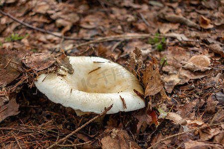 被称为乳杯的可食用森林蘑菇 Lactarius resimus 生长在森林中的落叶下。