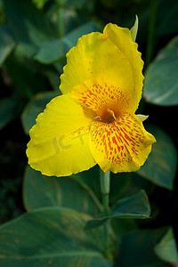 黄色美人蕉花卉植物