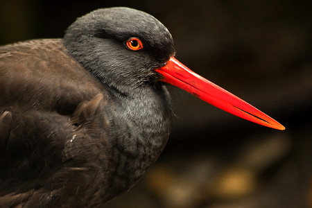 黑蛎鹬鸟羽毛与明亮的红色喙