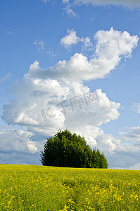 与油菜田和云彩的夏天风景