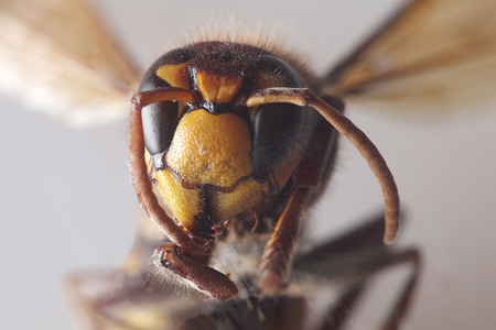 大黄蜂 - vespa crabro - 微距特写