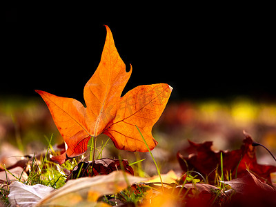 地板上一片美丽的秋叶的特写