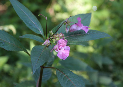 凤仙花 (Impatiens glandulifera) 花，常用名警察头盔、鲍比上衣、铜上衣、侏儒帽架和喜马拉雅香脂