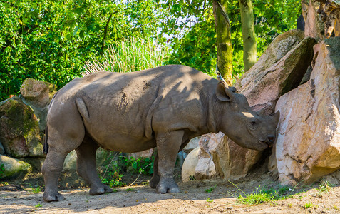 黑犀牛的肖像,来自非洲的极度濒危动物