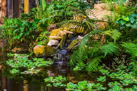 后院摄影照片_美丽的花园建筑、带瀑布和热带植物的水池、异国情调花园的自然背景