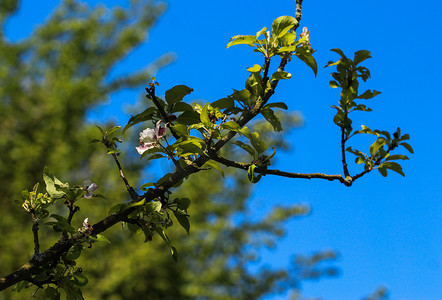 欧洲海棠 (Malus sylvestris) 树花，在春天开花